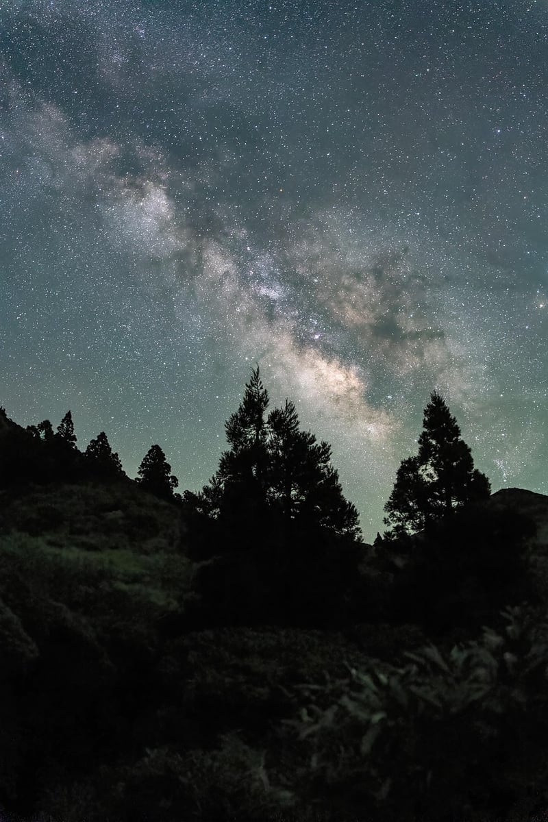 Starry Night Garden
